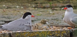 Common tern feeding chick