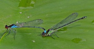 Red-Eyed Damselfly