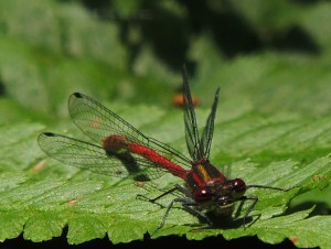 Large Red Damselfly