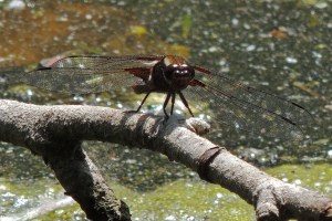 Black-Tailed Skimmer
