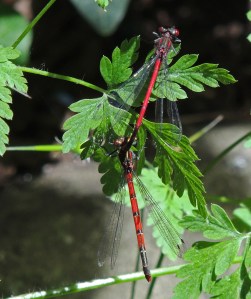 Large Red Damselfly