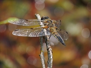 4 Spotted Chaser