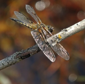 4 Spotted Chaser