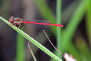 Small Red damselfly
