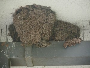 House Martin nests