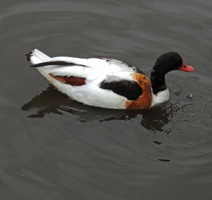 Shelduck