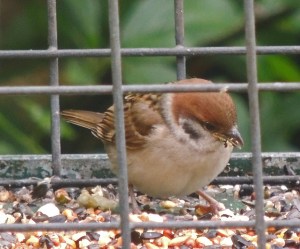 Tree Sparrow