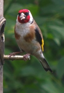 Goldfinch