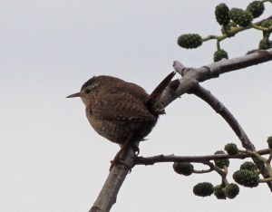 Wren