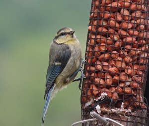 Young Blue Tit