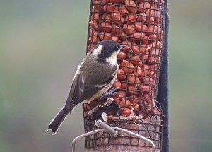 Coal Tit