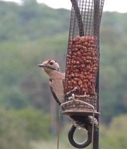 Greater Spotted Woodpecker