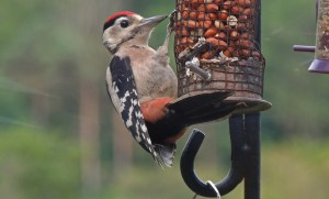 Greater Spotted Woodpecker