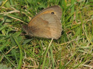 Meadow Brown
