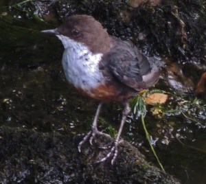 Dipper