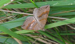 Shaded Broad-Bar Moth