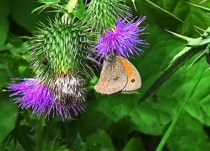 Meadow Brown