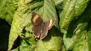 Brown_Hairstreak_Nierenfleck_Zipfelfalter
