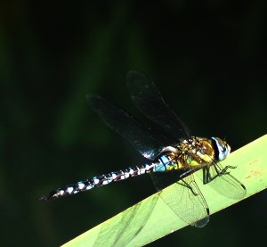 Migrant Hawker (taken at Sutcliffe Park LNR) 
