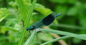 Banded demoiselle (Taken at Sutcliffe Park LNR)