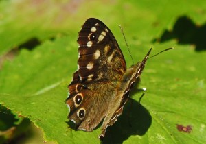 Speckled Wood