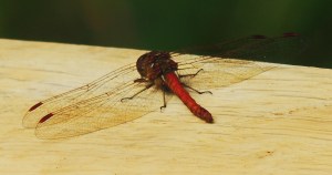 Common Darter