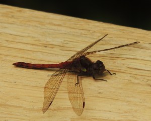 Common darter