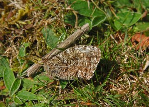 Grayling