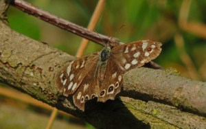 Speckled Wood