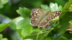 Speckled Wood