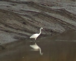 LIttle Egret