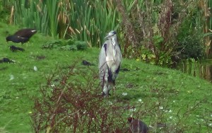 Grey Heron and Moorhen