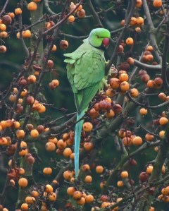 Ring Necked Parakeet