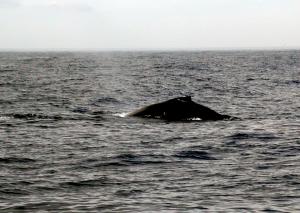 Humpback Whale