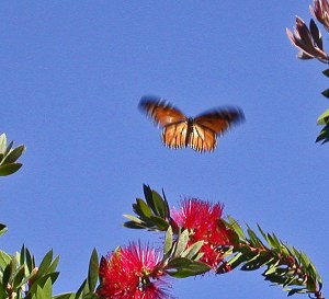 Monarch butterfly in flight