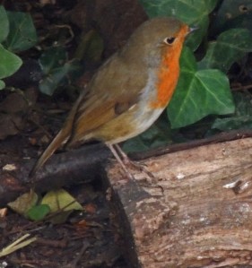 Robin