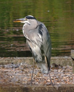 Grey Heron