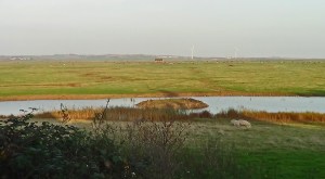 Elmley Marsh