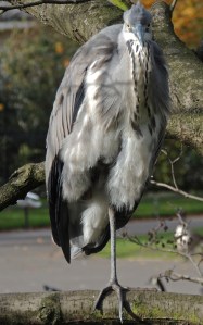 Grey Heron