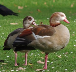 Egyptian Geese