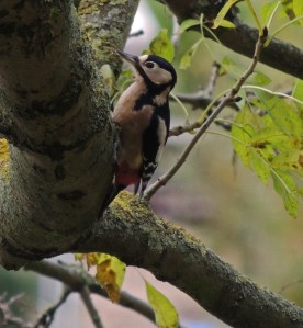 Greater Spotted Woodpecker