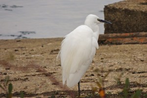 Little Egret