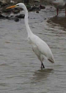Great White Egret