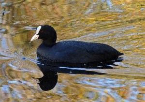 Coot