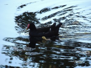 Moorhen