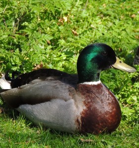 Male in breeding plumage