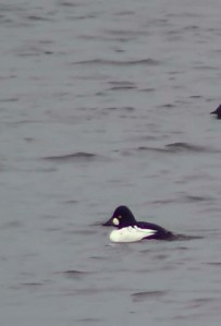 Male Goldeneye (taken 2013)