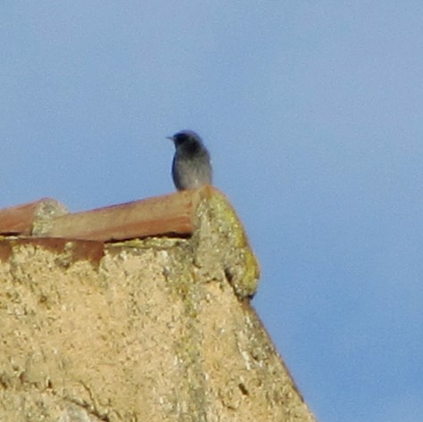 BLACK REDSTART