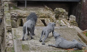 Remains of the Lion Tower
