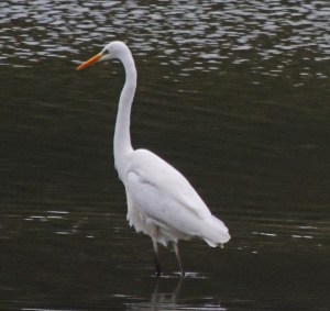 Great White Egret